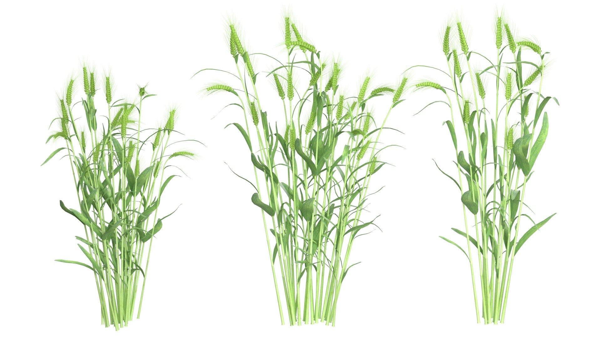 3D Wheat green and dried bushes model https://p.turbosquid.com/ts-thumb/gl/6XnBVL/4K/1/jpg/1747547157/1920x1080/fit_q87/09007a8d4e591214e6cf1f9aa109e1dc36d01ab6/1.jpg