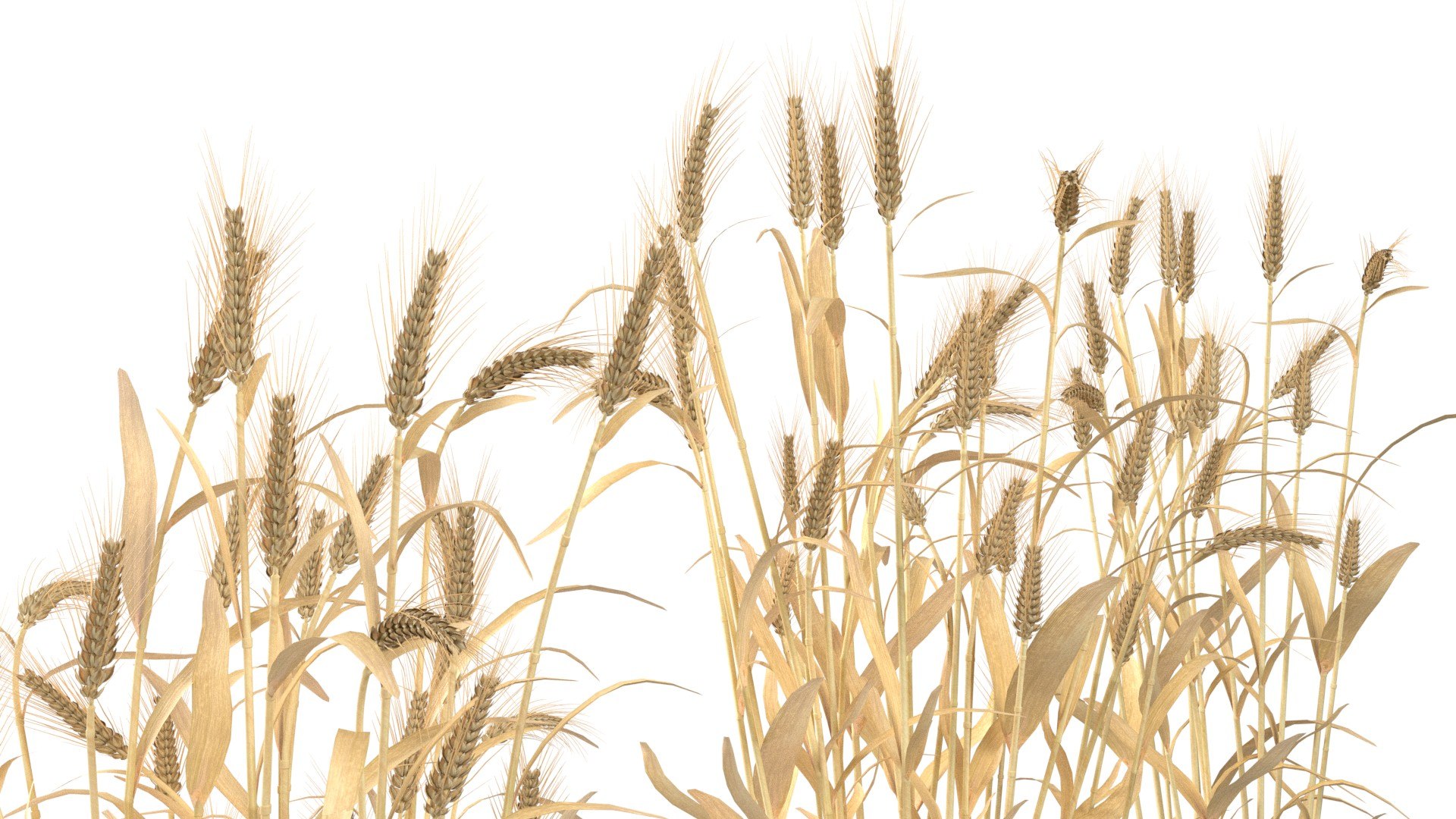 3D Wheat green and dried bushes model https://p.turbosquid.com/ts-thumb/gl/6XnBVL/Ck/3/jpg/1747546452/1920x1080/fit_q87/91eae6c60b4ba97fd57cf0810f245e5272300649/3.jpg