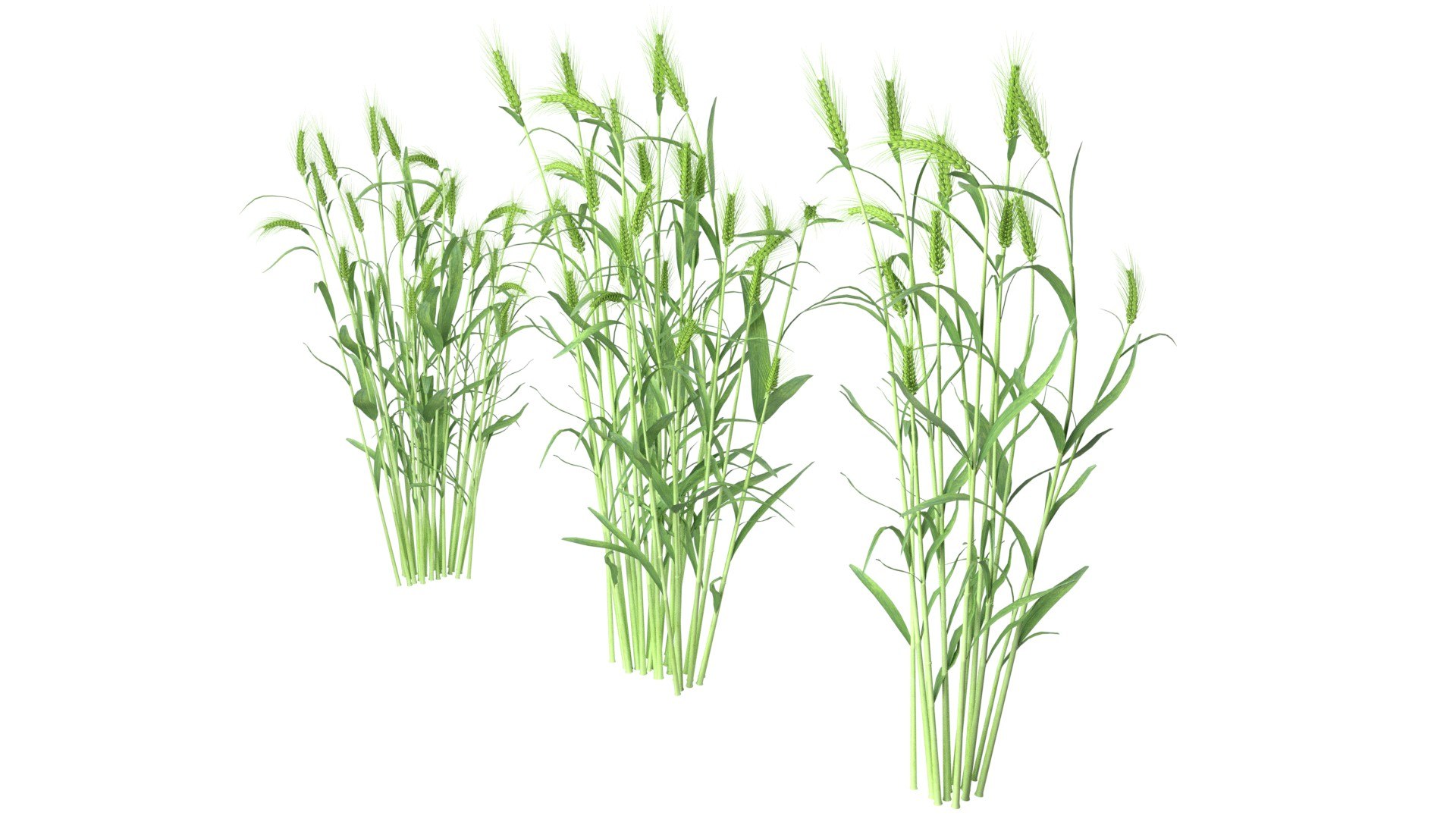 3D Wheat green and dried bushes model https://p.turbosquid.com/ts-thumb/gl/6XnBVL/Dn/2/jpg/1747547159/1920x1080/fit_q87/bf00da91b6fa508692f0d4e2d0e76ef2bb2be4e2/2.jpg