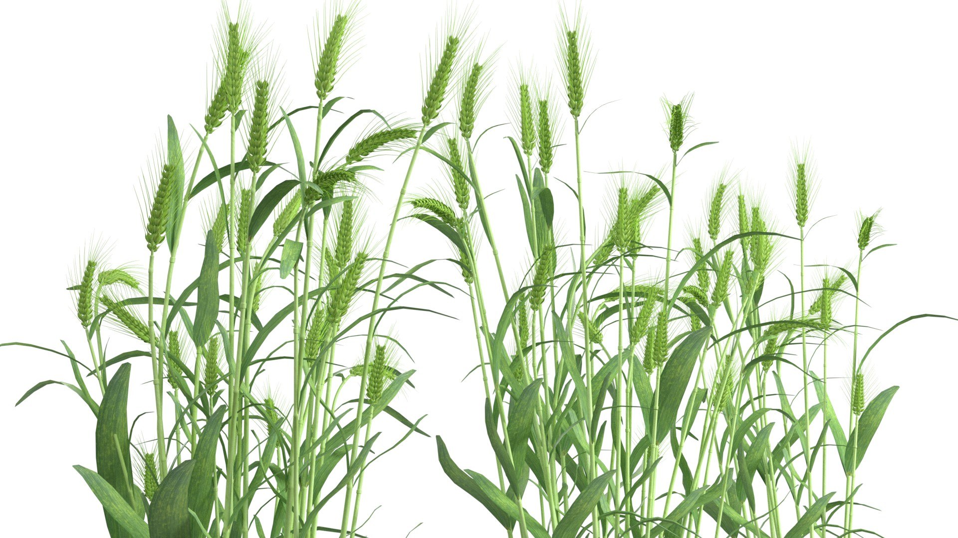 3D Wheat green and dried bushes model https://p.turbosquid.com/ts-thumb/gl/6XnBVL/Ez/3/jpg/1747547161/1920x1080/fit_q87/8c837a8f2c6435a4b923857ac09850eb41c02ecb/3.jpg