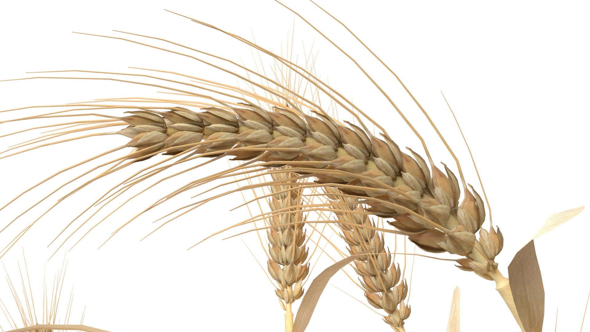 3D Wheat green and dried bushes model https://p.turbosquid.com/ts-thumb/gl/6XnBVL/Pz/5/jpg/1747546452/1920x1080/fit_q87/49645d285ebed9f9906369cef4b96e6b98d810e3/5.jpg