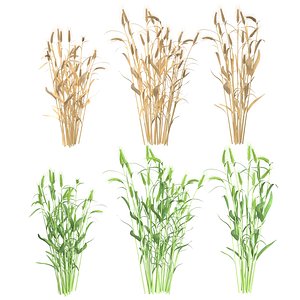 3D Wheat green and dried bushes model