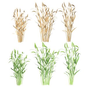 Wheat green and dried bushes