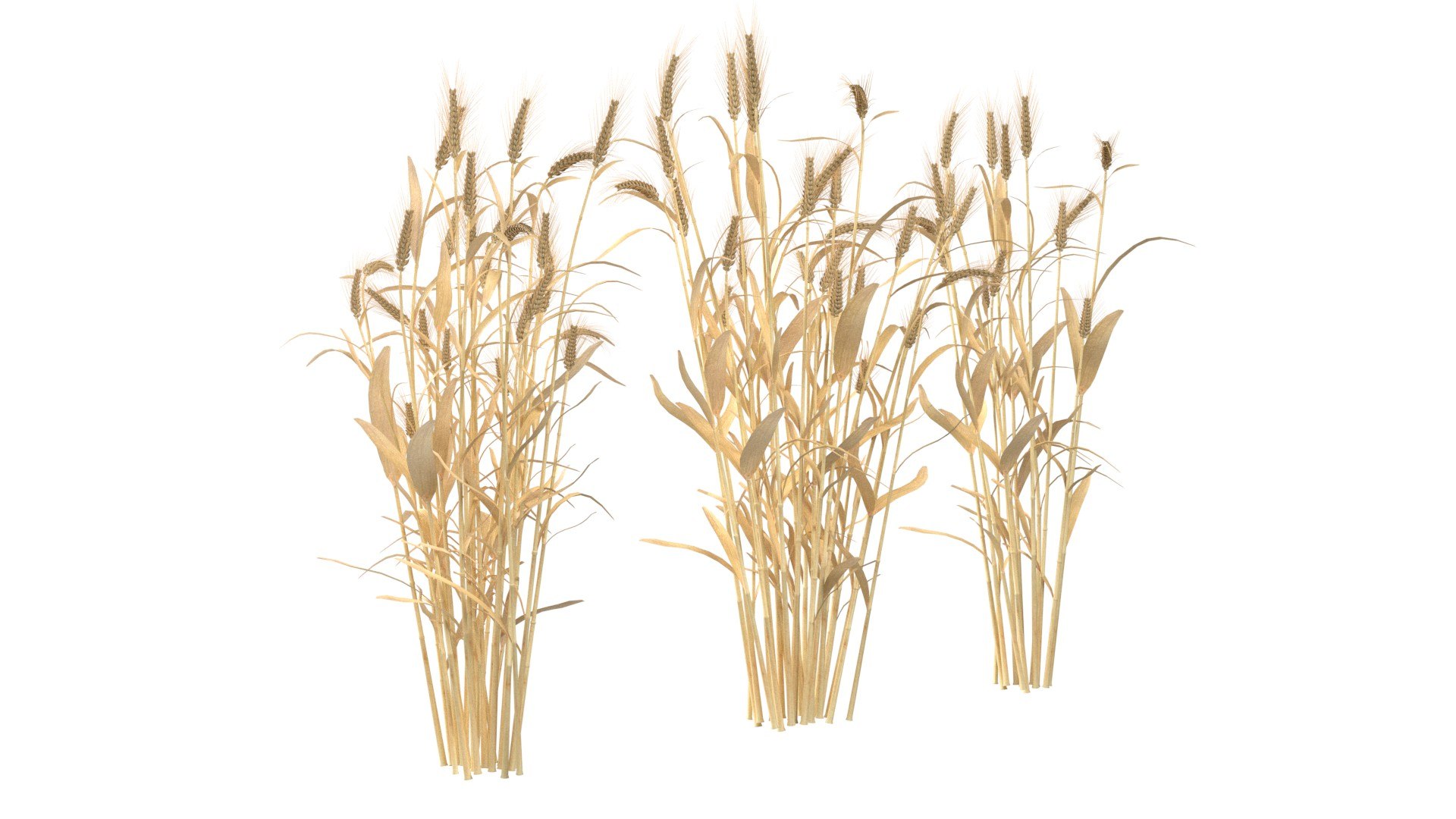 3D Wheat green and dried bushes model https://p.turbosquid.com/ts-thumb/gl/6XnBVL/oR/2/jpg/1747546451/1920x1080/fit_q87/26e826eecc82b167bcf43d905265385fecdb481d/2.jpg