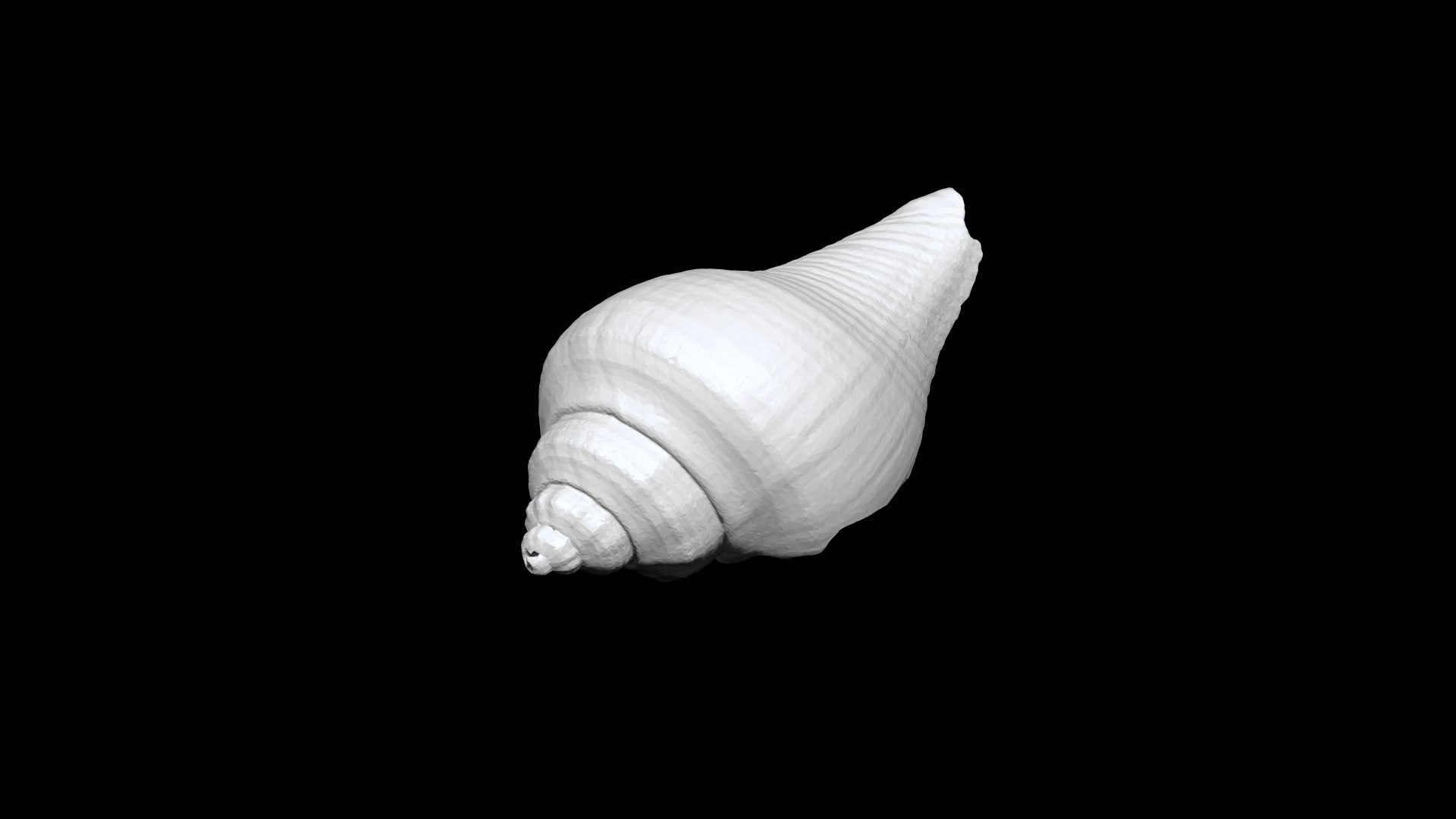 3D Seashell 012 3D CT scan - TurboSquid 1813731
