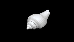 3D Seashell  012 3D CT scan
