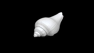 Seashell  012 3D CT scan