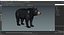 Black Bear