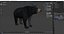 Black Bear