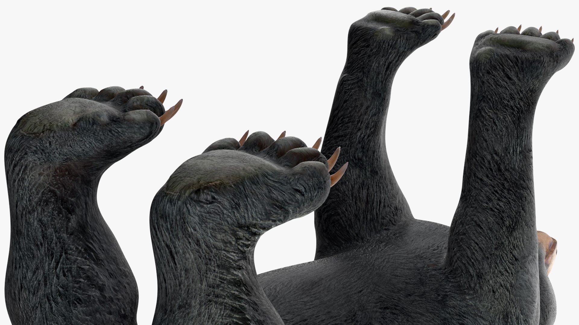 3D model Black Bear https://p.turbosquid.com/ts-thumb/gl/Q52W96/B0/blackbearc4dmodel012/jpg/1721006454/1920x1080/fit_q87/66a3daf08d1c1abf02918f14ac0fd4dd0abb9662/blackbearc4dmodel012.jpg