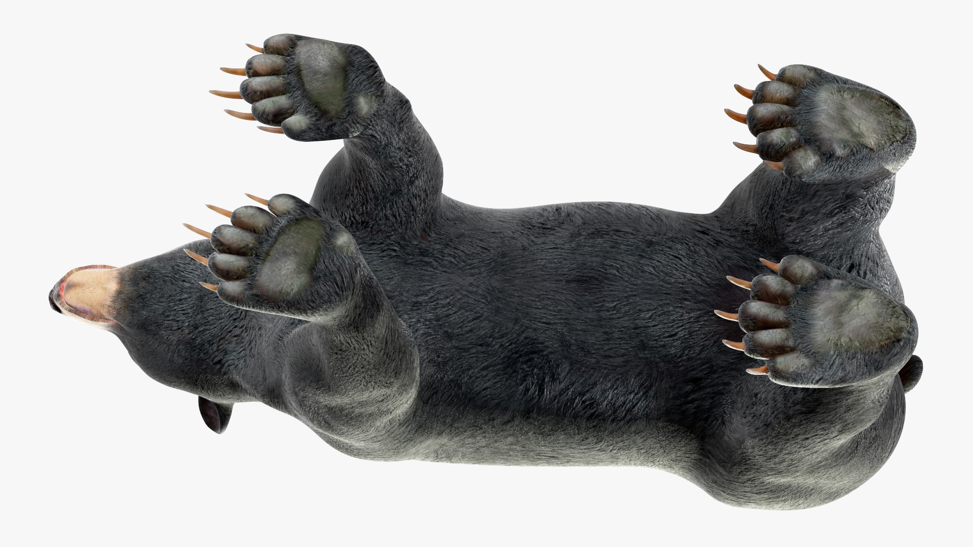 3D model Black Bear https://p.turbosquid.com/ts-thumb/gl/Q52W96/Dp/blackbearc4dmodel011/jpg/1721006449/1920x1080/fit_q87/7ee0fa0dbb874fe968d53184b31b2ef3131cbe96/blackbearc4dmodel011.jpg