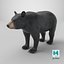 Black Bear