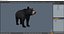 Black Bear