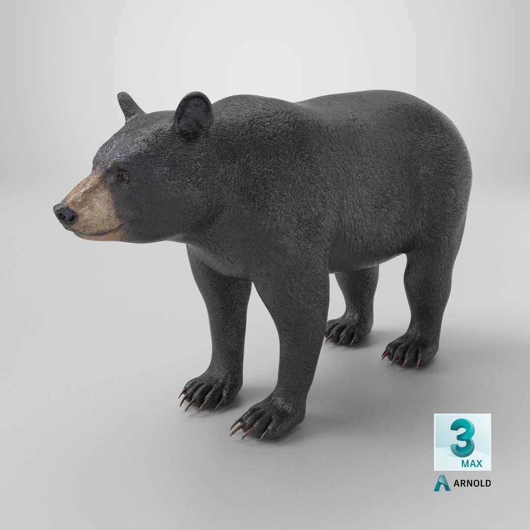 3D model Black Bear https://p.turbosquid.com/ts-thumb/gl/Q52W96/Gg/stemcell_max_arnold_render/png/1723106524/1920x1080/fit_q87/1053246aabe180644eda26897eb86e22a4ce93bf/stemcell_max_arnold_render.jpg