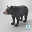 Black Bear