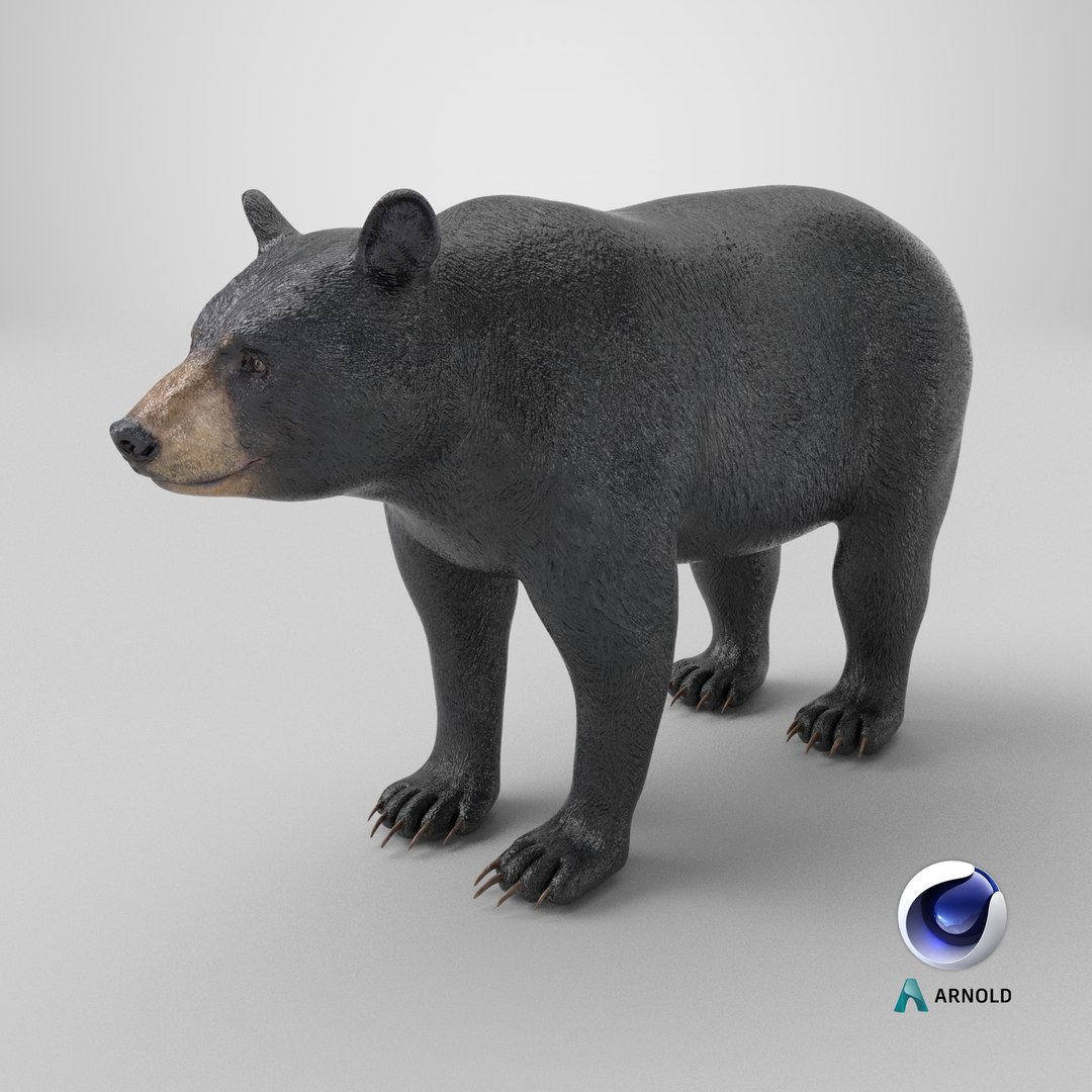 3D model Black Bear https://p.turbosquid.com/ts-thumb/gl/Q52W96/KE/stemcell_cinema_4d_arnold_render/png/1723106516/1920x1080/fit_q87/c310ab693349a5f0d66102f06be7b563bdc2105f/stemcell_cinema_4d_arnold_render.jpg