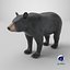 Black Bear
