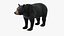 Black Bear