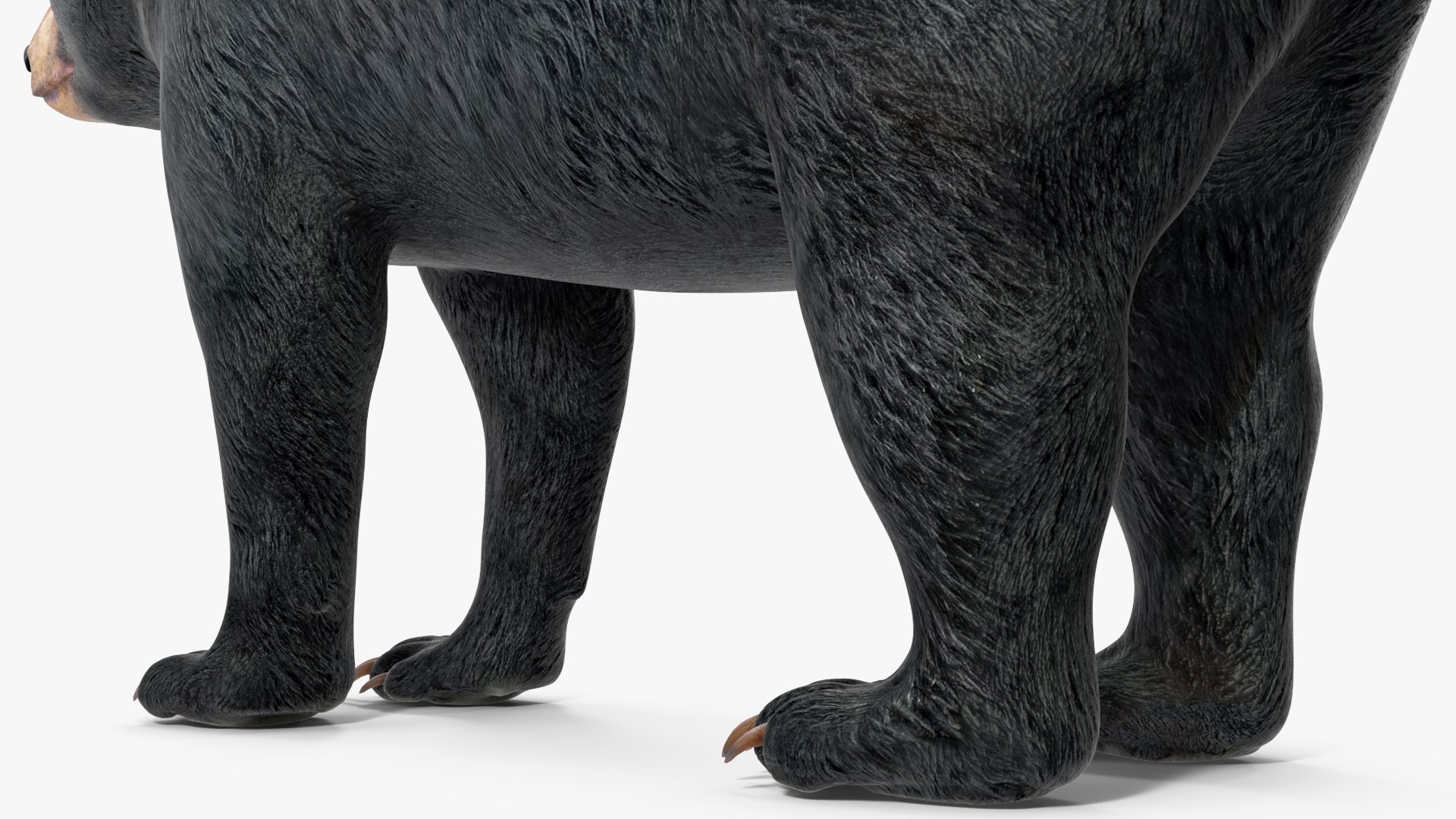 3D model Black Bear https://p.turbosquid.com/ts-thumb/gl/Q52W96/MY/blackbearc4dmodel016/jpg/1721006467/1920x1080/fit_q87/967cc5f94473bdef5e1635e835700d664332ef7e/blackbearc4dmodel016.jpg