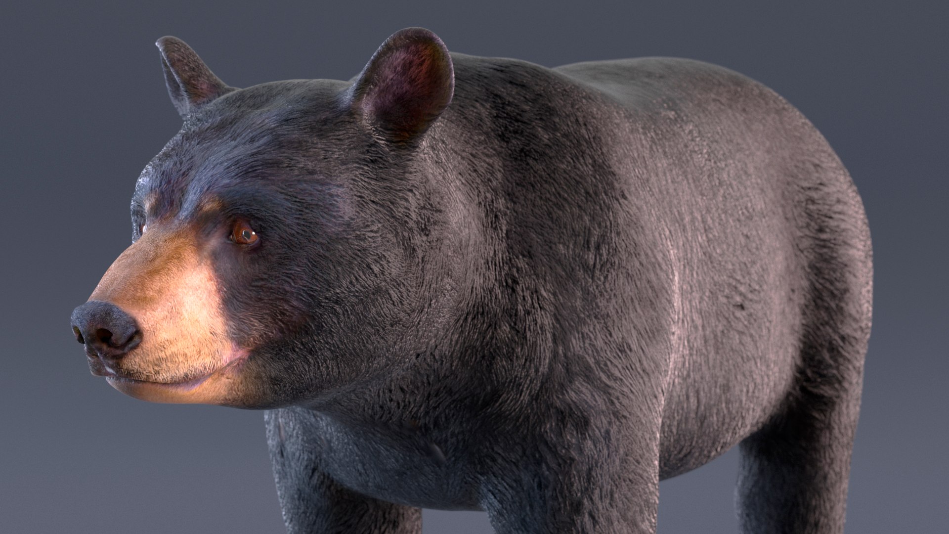 3D model Black Bear https://p.turbosquid.com/ts-thumb/gl/Q52W96/RL/blackbearc4dmodel007/jpg/1721006436/1920x1080/fit_q87/7867dbfb96446a37da640fe639698efa210d4d3e/blackbearc4dmodel007.jpg