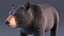 Black Bear