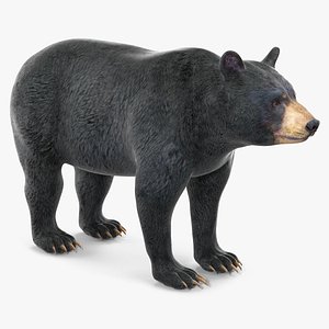 Black Bear