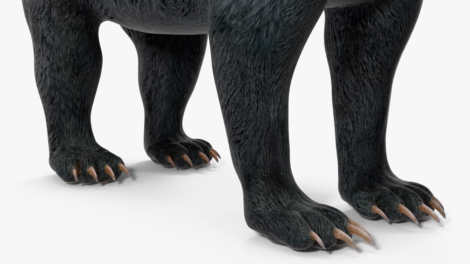 3D model Black Bear https://p.turbosquid.com/ts-thumb/gl/Q52W96/Te/blackbearc4dmodel015/jpg/1721006464/1920x1080/fit_q87/0663a3b1c807c018098ef27db10c461b284459aa/blackbearc4dmodel015.jpg