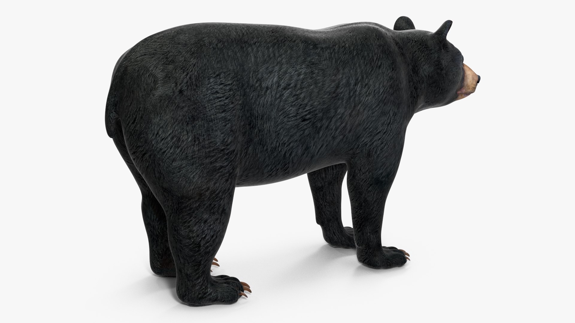 3D model Black Bear https://p.turbosquid.com/ts-thumb/gl/Q52W96/U0/blackbearc4dmodel009/jpg/1721006442/1920x1080/fit_q87/2e15951fe3868e8c7cabe18fe2056730e0f513c6/blackbearc4dmodel009.jpg
