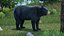 Black Bear
