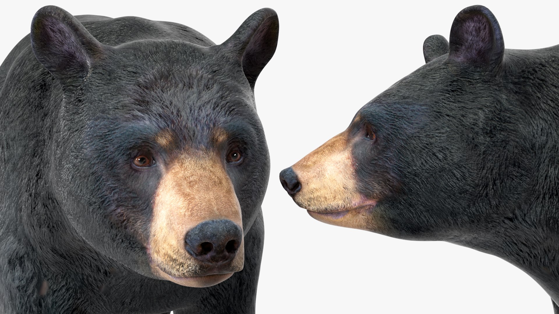 3D model Black Bear https://p.turbosquid.com/ts-thumb/gl/Q52W96/Wj/blackbearc4dmodel017/jpg/1721006471/1920x1080/fit_q87/f5325a4b10054e43c9a9dc034d9ea3ad49921faf/blackbearc4dmodel017.jpg