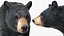 Black Bear