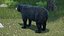 Black Bear