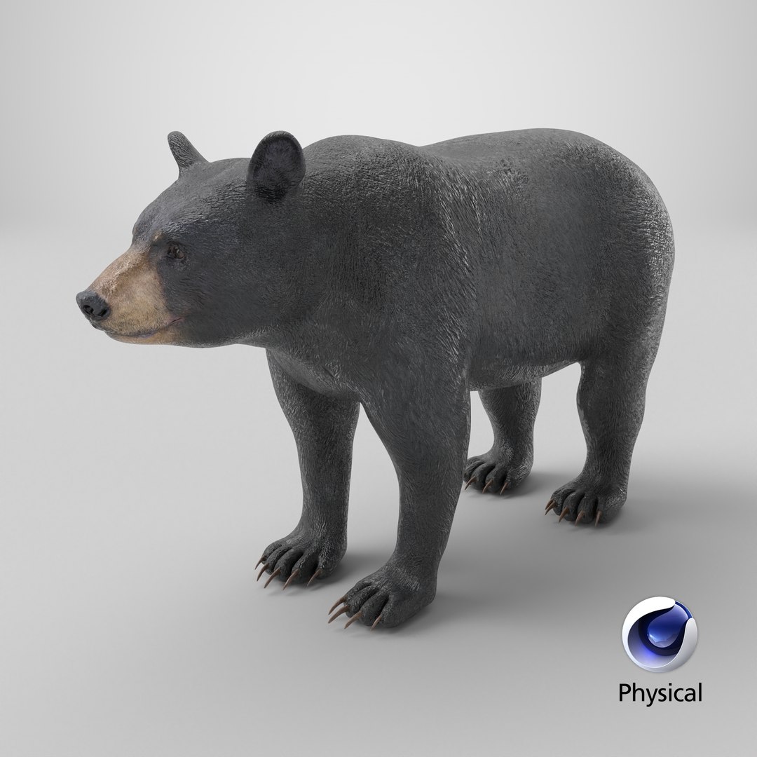 3D model Black Bear https://p.turbosquid.com/ts-thumb/gl/Q52W96/ZE/stemcell_cinema_4d_physical_render/png/1723106518/1920x1080/fit_q87/ce90d60263c3af7bb1f205e9fd126070597246ae/stemcell_cinema_4d_physical_render.jpg