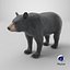 Black Bear