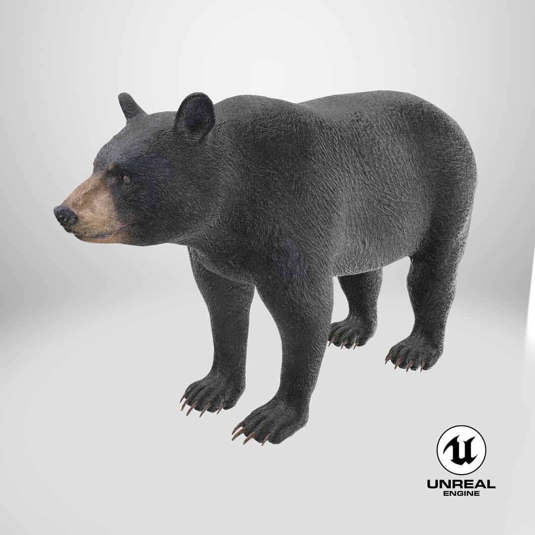 3D model Black Bear https://p.turbosquid.com/ts-thumb/gl/Q52W96/an/stemcell_unreal_render/png/1723106526/1920x1080/fit_q87/7817f0300535869cc36a3595d71cae64f1e34e8a/stemcell_unreal_render.jpg