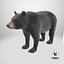 Black Bear