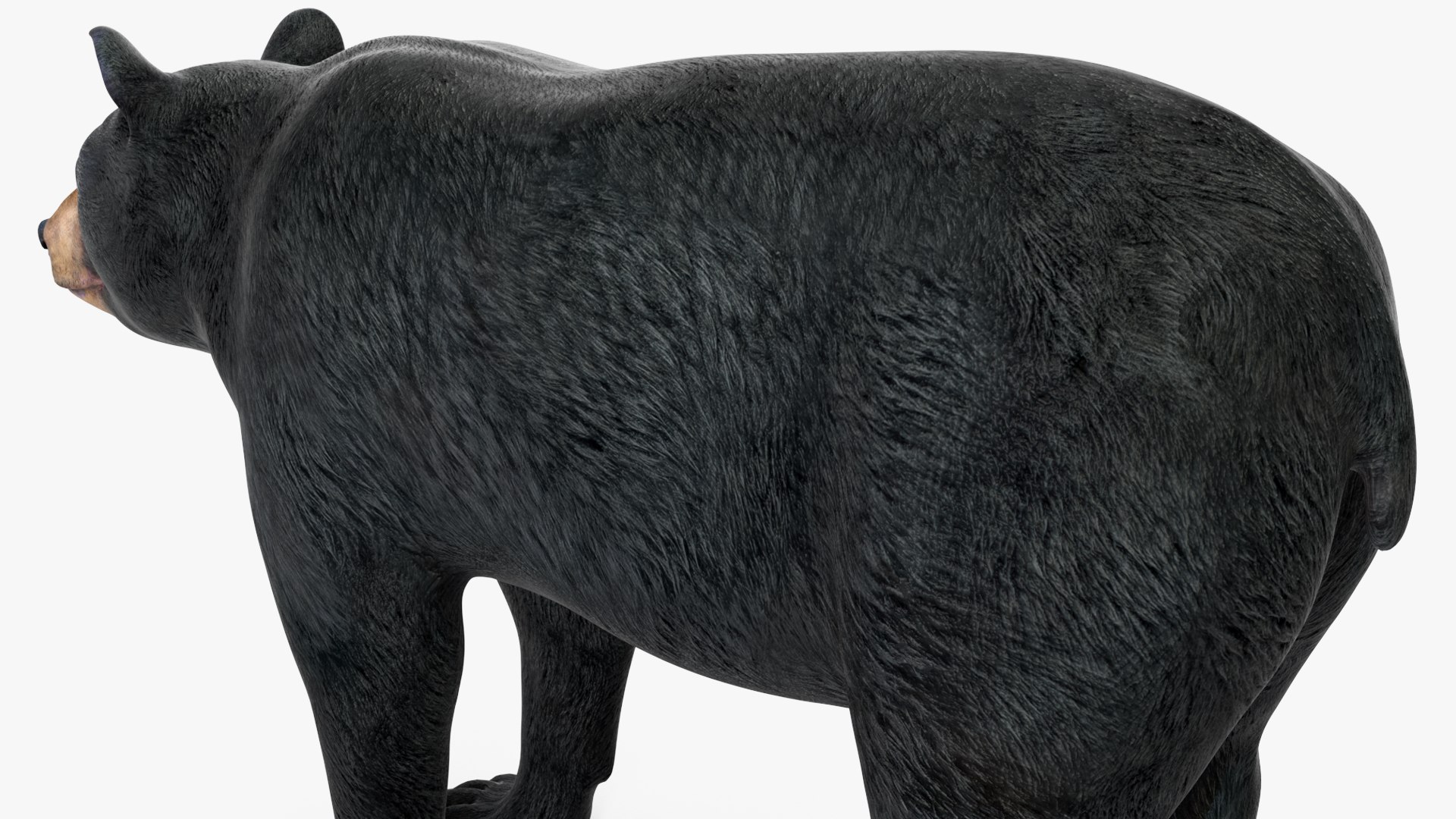 3D model Black Bear https://p.turbosquid.com/ts-thumb/gl/Q52W96/bB/blackbearc4dmodel014/jpg/1721006461/1920x1080/fit_q87/2c4c82c69cc6bc8c76858e25557b306bb2ebb34a/blackbearc4dmodel014.jpg