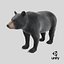 Black Bear