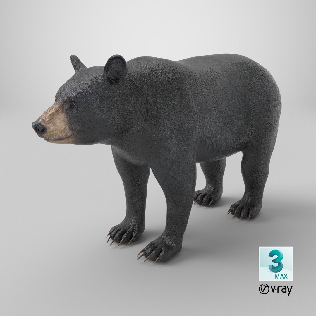 3D model Black Bear https://p.turbosquid.com/ts-thumb/gl/Q52W96/fY/stemcell_max_vray_render/png/1723106520/1920x1080/fit_q87/60828c29b769b3c41f6f71ab3aa665f65ed846cf/stemcell_max_vray_render.jpg