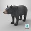 Black Bear