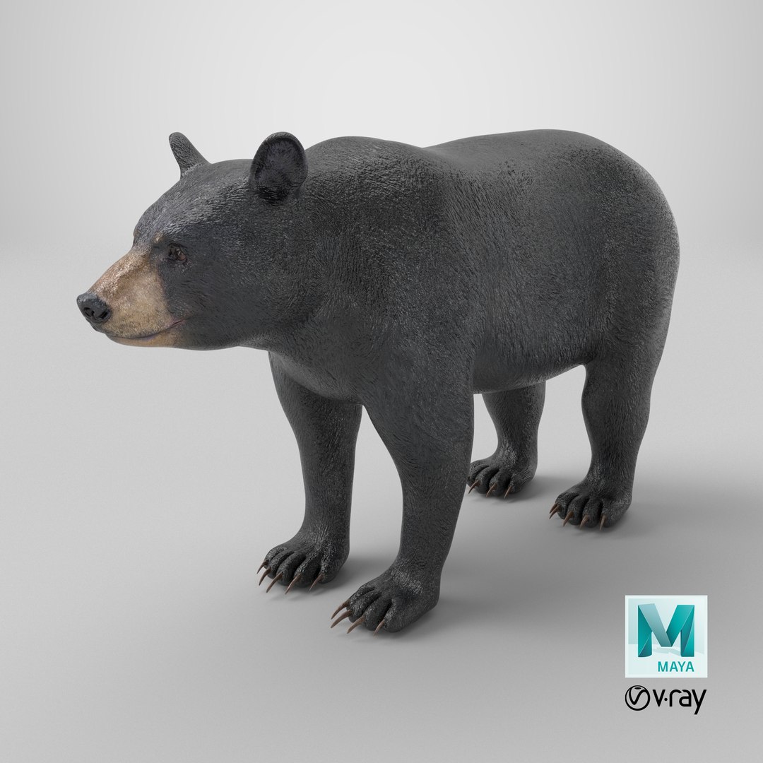3D model Black Bear https://p.turbosquid.com/ts-thumb/gl/Q52W96/gu/stemcell_maya_vray_render/png/1723106514/1920x1080/fit_q87/88b3fd1249c27f5ebf719a500a725978193285b5/stemcell_maya_vray_render.jpg