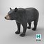 Black Bear
