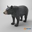 Black Bear