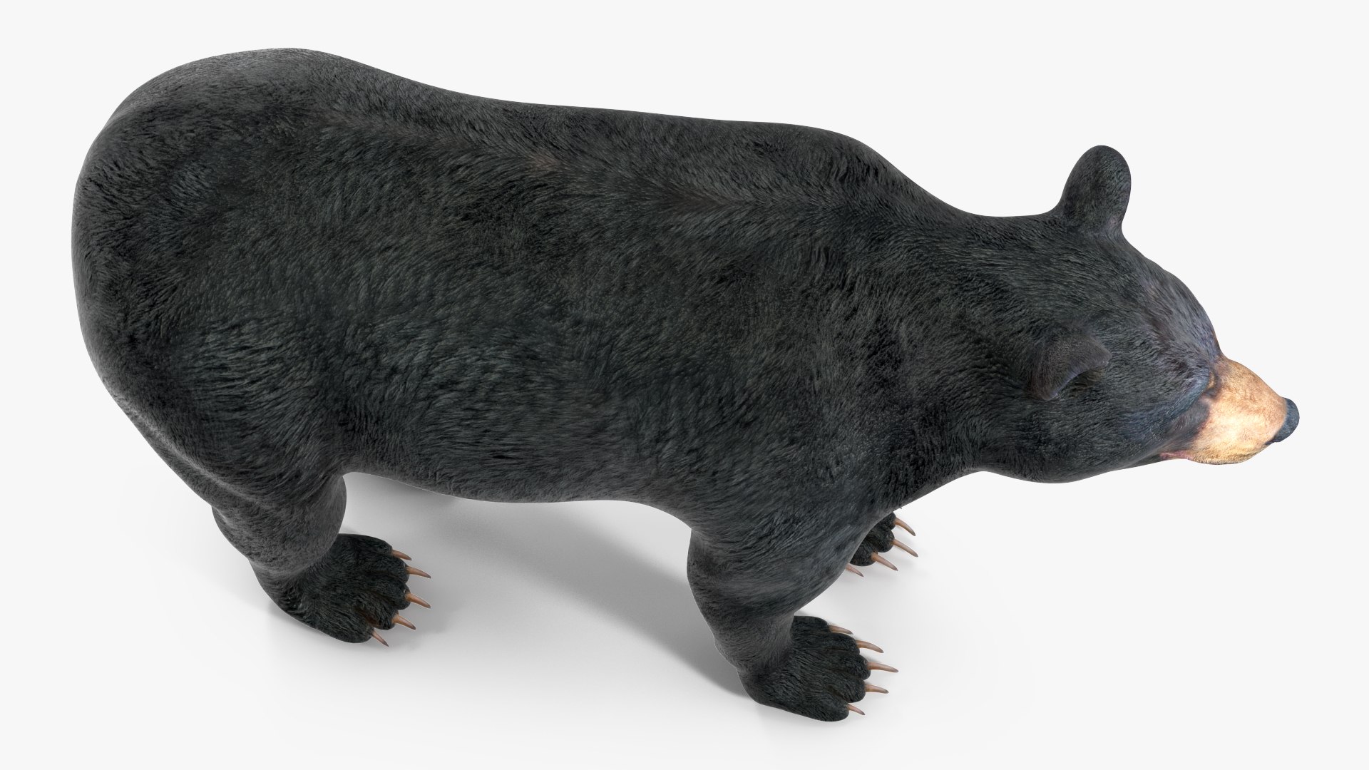 3D model Black Bear https://p.turbosquid.com/ts-thumb/gl/Q52W96/mV/blackbearc4dmodel010/jpg/1721006445/1920x1080/fit_q87/65c112b44ab22135b10bfaa5c8376221bbeb3721/blackbearc4dmodel010.jpg