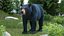 Black Bear