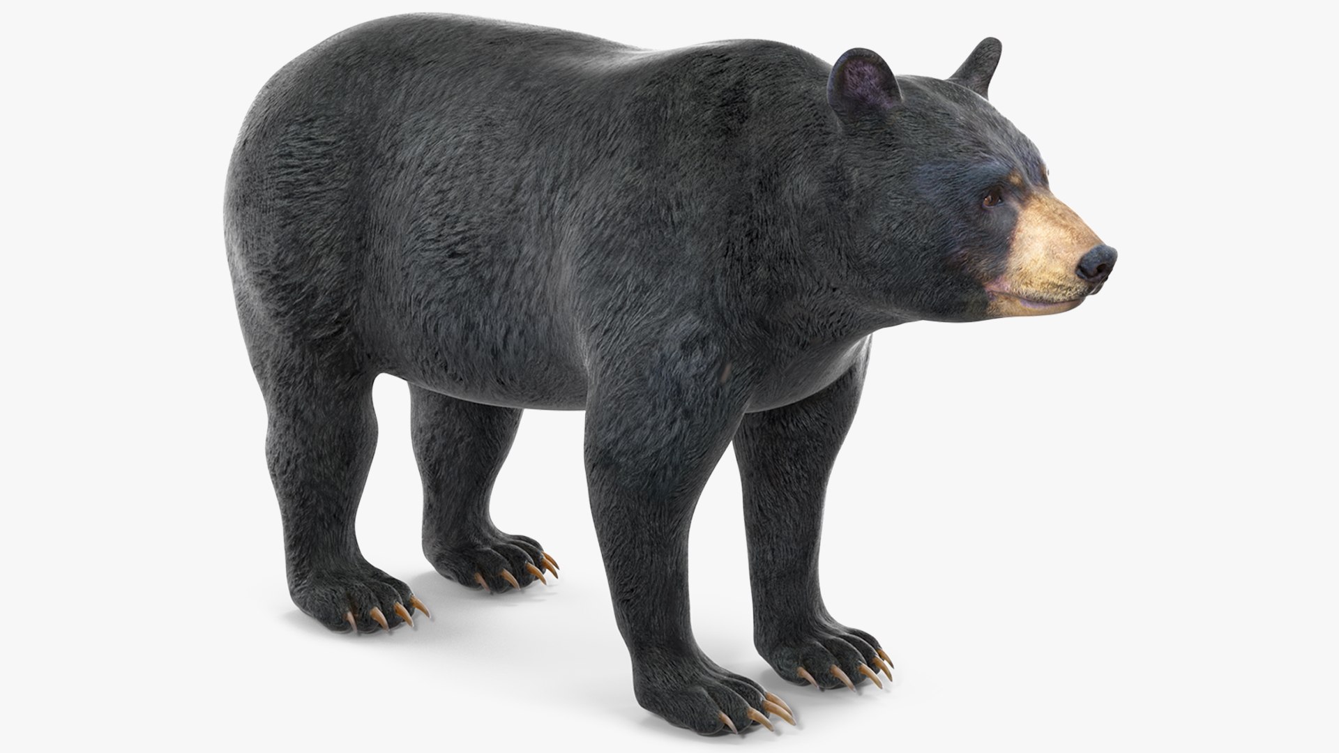 Black Bear 3D model preview