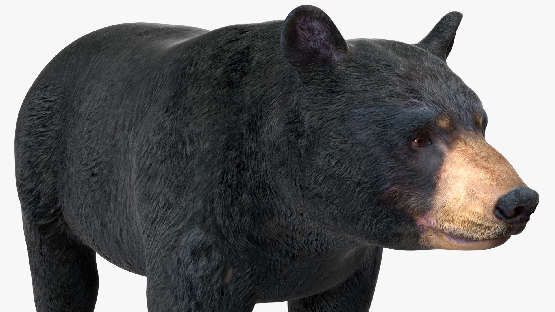3D model Black Bear https://p.turbosquid.com/ts-thumb/gl/Q52W96/uO/blackbearc4dmodel013/jpg/1721006457/1920x1080/fit_q87/1366c59504cbb2092cfe67f209385a0f44675a3c/blackbearc4dmodel013.jpg