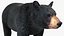 Black Bear