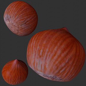Hazelnut 3D model