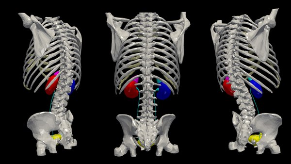 Urinary System Rib Cage and Pelvis Modelo 3D - TurboSquid 2076775